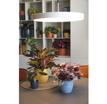 Dekoratives Arrangement mit Zimmerpflanzen in Töpfen auf einem Tisch unter einer kreisförmigen Lampe vor einem Regal