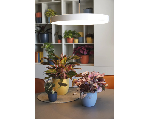 Dekoratives Arrangement mit Zimmerpflanzen in Töpfen auf einem Tisch unter einer kreisförmigen Lampe vor einem Regal