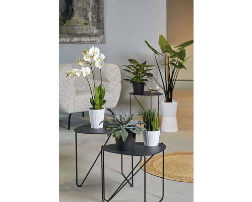 Wohnzimmerdekoration mit Pflanzen auf Beistelltischen