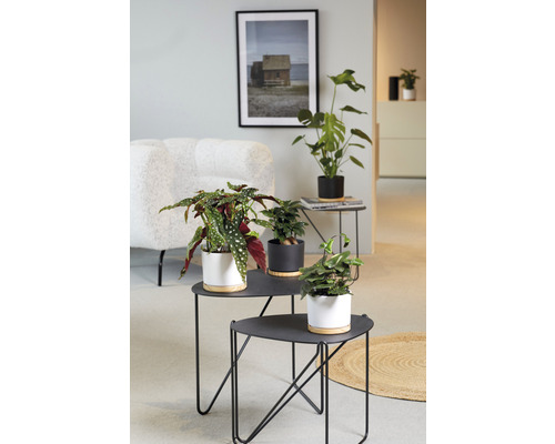 Dekorative Zimmerpflanzen in Töpfen auf Beistelltischen im Wohnzimmer