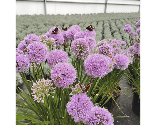 Zierlauch mit Schmetterlingen und Bienen