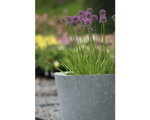 Blühender Zierlauch im Pflanzgefäß