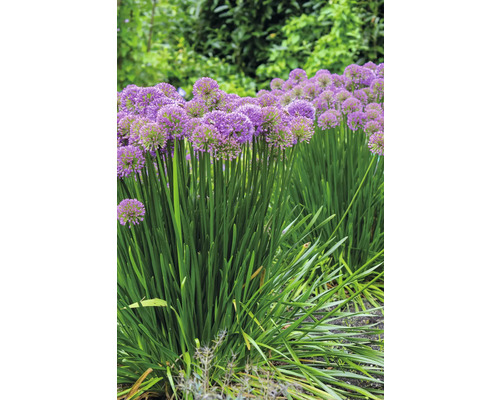 Blühende Zierlauch Pflanzen im Garten.