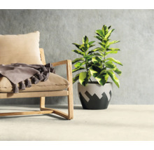 Sessel mit Kissen und Decke neben Topfpflanze