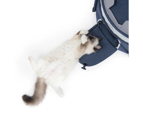 Verspielte Katze an einer blauen Katzenhöhle