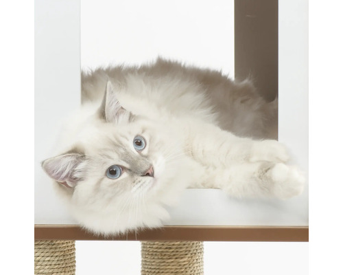 Eine Katze liegt in einem Kratzbaum.