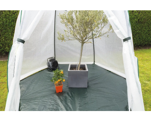 Pflanzenzelt mit Olivenbaum im Topf, Mandarinenbaum und Heizlüfter