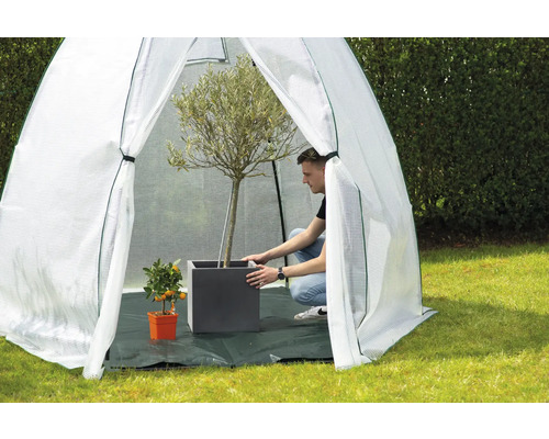 Kleingewächshaus mit Mann, Olivenbaum und Mandarinenbaum im Garten