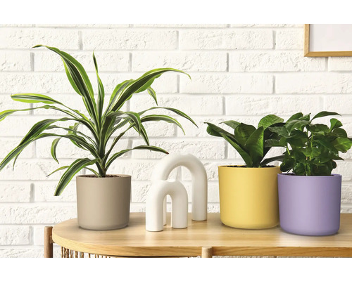 Dekorative Zimmerpflanzen in Blumentöpfen auf einem Tisch vor einer Wand.