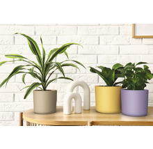 Arrangement mit Zimmerpflanzen in Übertöpfen und Dekoration auf einem Tisch vor einer Ziegelwand.