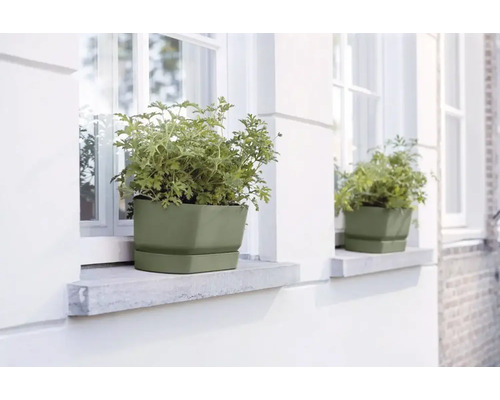 Blumenkasten mit Pflanze auf Fensterbank