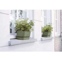 Blumenkästen mit Pflanzen auf Fensterbänken