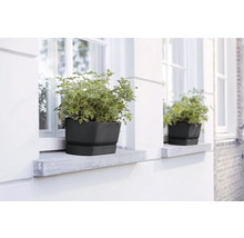 Zwei schwarze Pflanzgefäße mit Pflanzen auf einem Fensterbrett