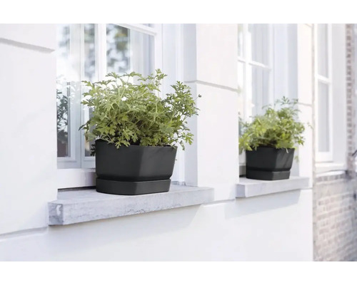 Zwei schwarze Pflanzgefäße mit Pflanzen auf einem Fensterbrett