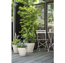 Szene mit Blumentöpfen, Pflanzen und Gartenmöbeln auf einer Holzterrasse