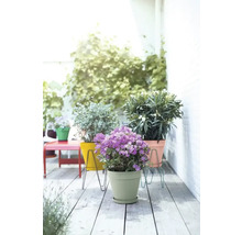 Terrasse mit Topfpflanzen in bunten Blumentöpfen