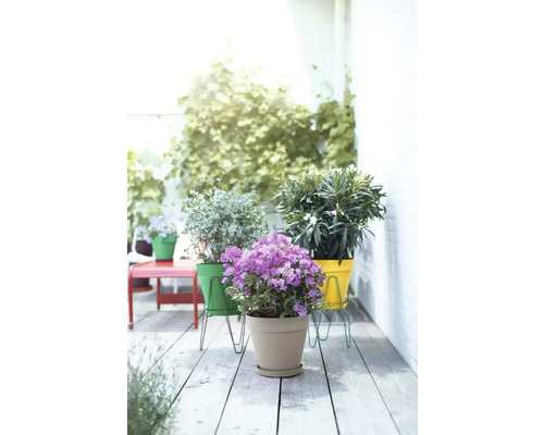 Dekorative Pflanzen in Übertöpfen auf einer Terrasse.