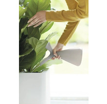 Frau gießt Zimmerpflanze mit Gießkanne