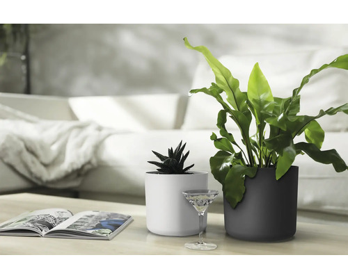 Zwei Zimmerpflanzen in Pflanzgefäßen auf einem Tisch in einem Wohnzimmer.