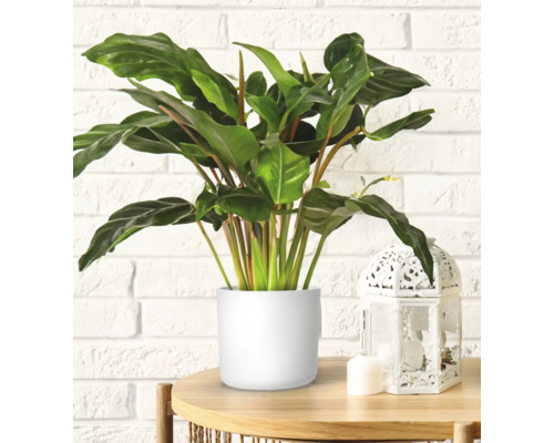 Pflanze mit grünen Blättern in einem Topf auf einem Tisch