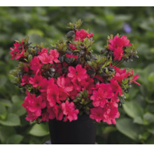 Japanische Azalee FloraSelf Rhododendron obtusum H 25-30 cm Co 3 L rot