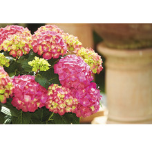Nahaufnahme einer Hortensie mit rosa Blüten