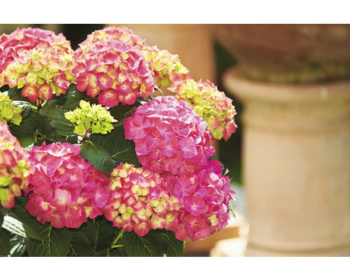 Nahaufnahme einer Hortensie mit rosa Blüten