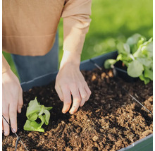 Eine Person pflanzt Salat in einen Pflanzkasten mit Erde.
