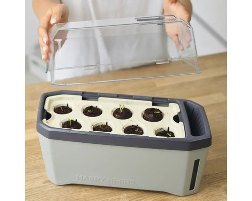 Anzuchtkasten mit transparenter Abdeckung und Keimlingen