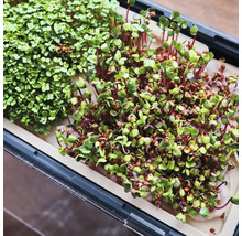 Kräutertopf Harry Herbs Gusta Garden mit Deckel weiß