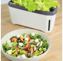 Kräutertopf Harry Herbs Gusta Garden mit Deckel weiß