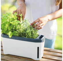 Kräutertopf Harry Herbs Gusta Garden mit Deckel weiß