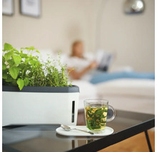Kräutertopf Harry Herbs Gusta Garden mit Deckel weiß