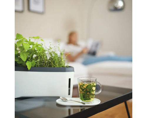 Kräutergarten mit frischen Kräutern und einer Tasse Kräutertee auf einem Tisch im Wohnzimmer