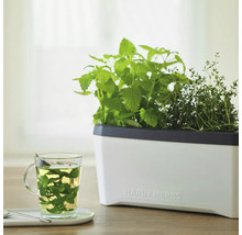 Kräutertopf Harry Herbs Gusta Garden mit Deckel weiß