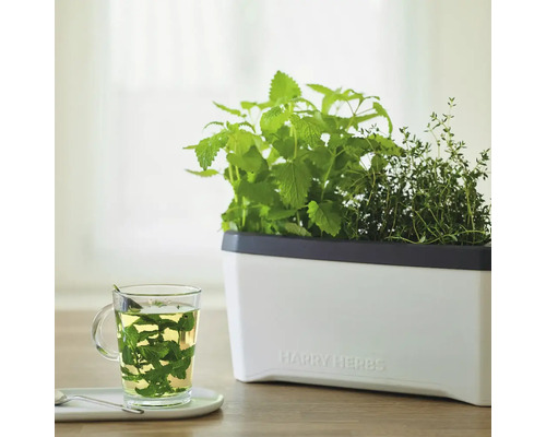 Kräutergarten mit Melisse, Thymian und einer Tasse Tee