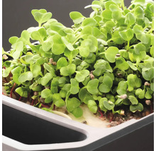 Kräutertopf Harry Herbs Gusta Garden mit Deckel weiß