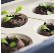 Kräutertopf Harry Herbs Gusta Garden mit Deckel weiß