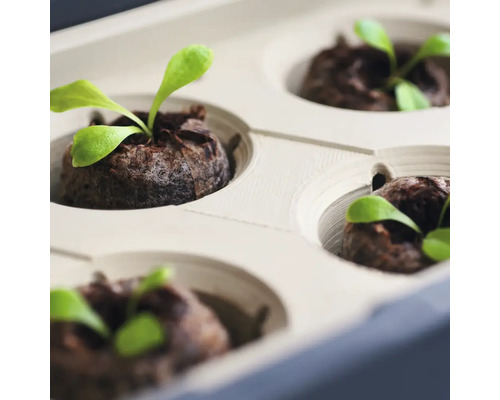 Anzuchttablett mit jungen Pflanzen