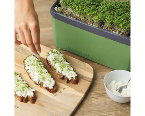 Kresseanbauset mit Broten und Frischkäse auf einem Schneidebrett