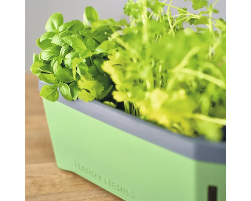 Kräutergarten mit Basilikum und Koriander in einem grünen Behälter