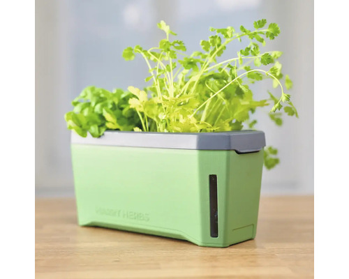 Kräuterkasten mit Basilikum und Koriander auf einem Tisch