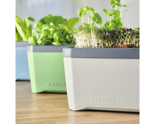 Mehrfarbige Kräutertöpfe mit Kräutern auf einem Tisch