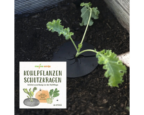 Kohlpflanze mit Kohlkragen im Gartenbeet und Verpackung im Vordergrund