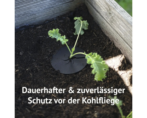 Pflanze mit Kohlfliegenschutzscheibe im Beet