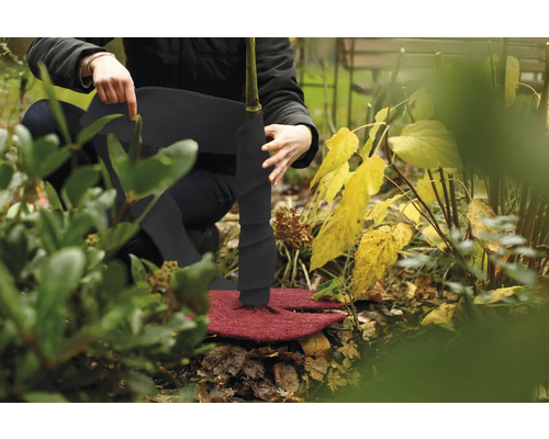 Anwendung von Winterschutzvlies und Baumschutzmanschette an einem Baum im Garten.