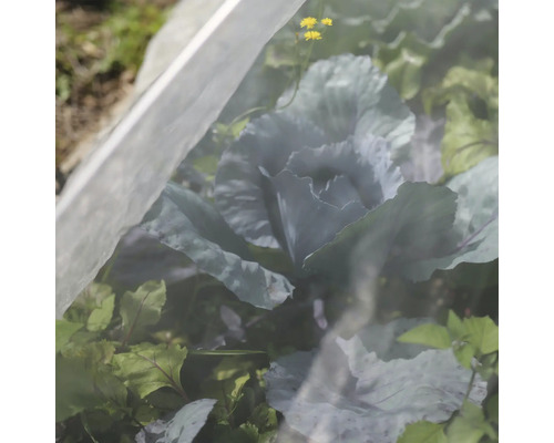 Gemüsegarten mit Gemüse und Schutznetz