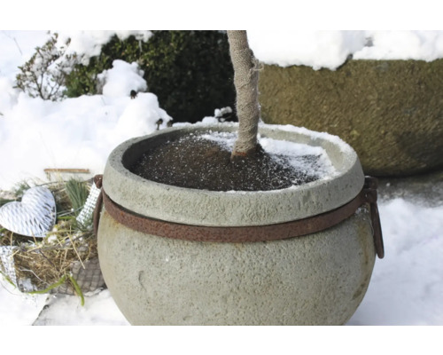Großer Blumentopf mit Baum im Wintergarten