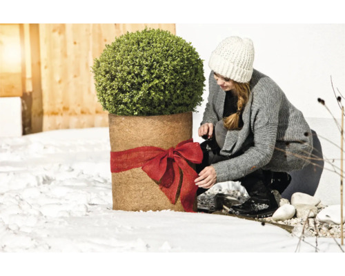 Frau dekoriert Kübelpflanze im Winter mit roter Schleife