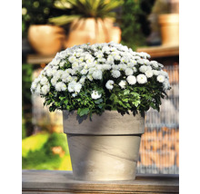 Pflanztopf Calima Basalt Terrakotta Ø 46,1 cm 46,1 x 46,1 x 39 cm